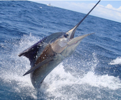 Buena temporada del marlín azul en la costa onubense con la captura de cuatro ejemplares de casi 300 kilos